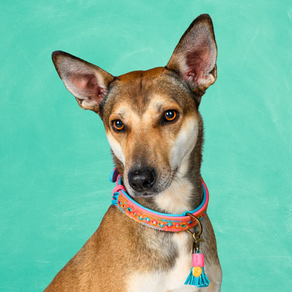Dog with a Mission Indian Summer collare cane M multicolor pelle