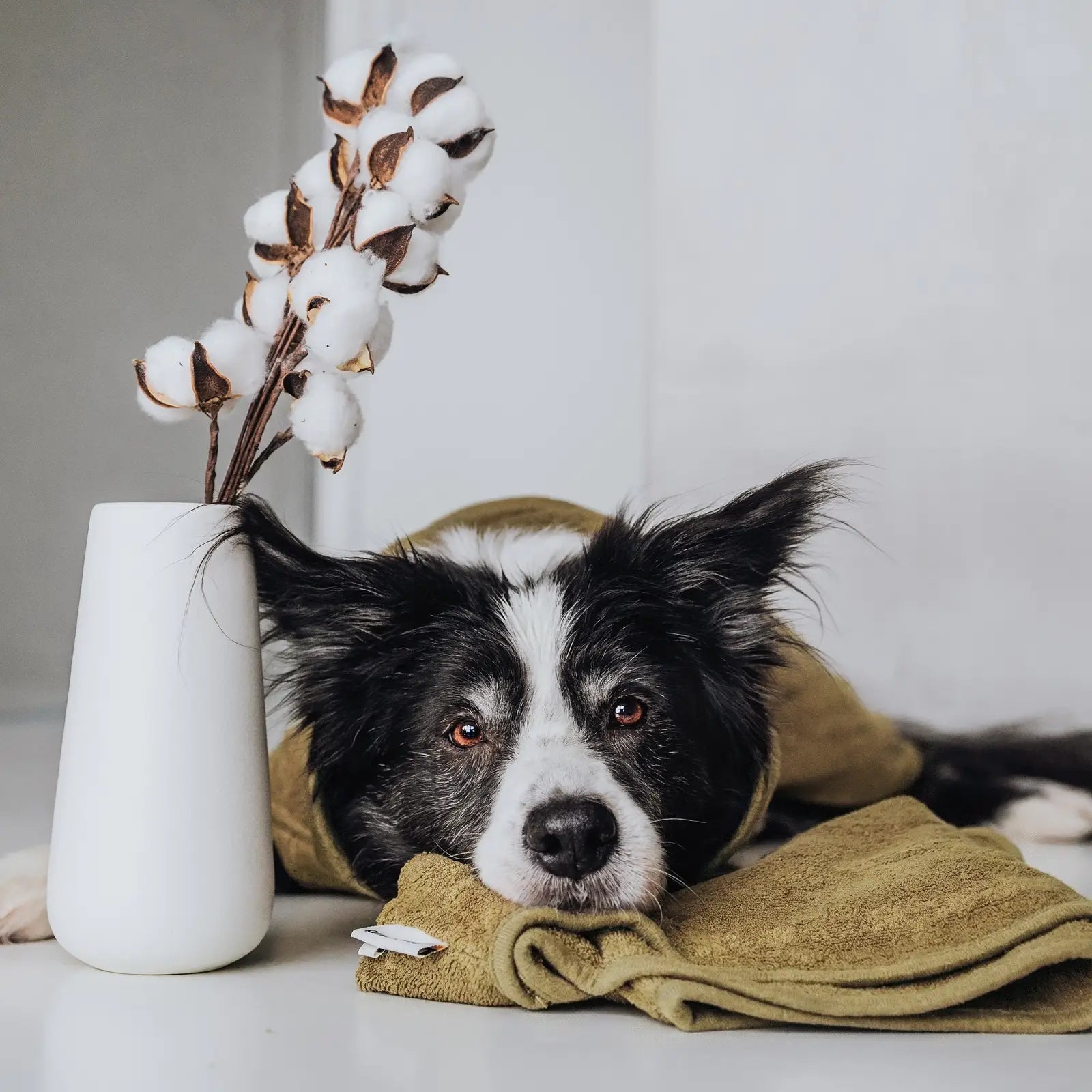 Rudelkönig Hundepflege accappatoio cane cotone khaki L