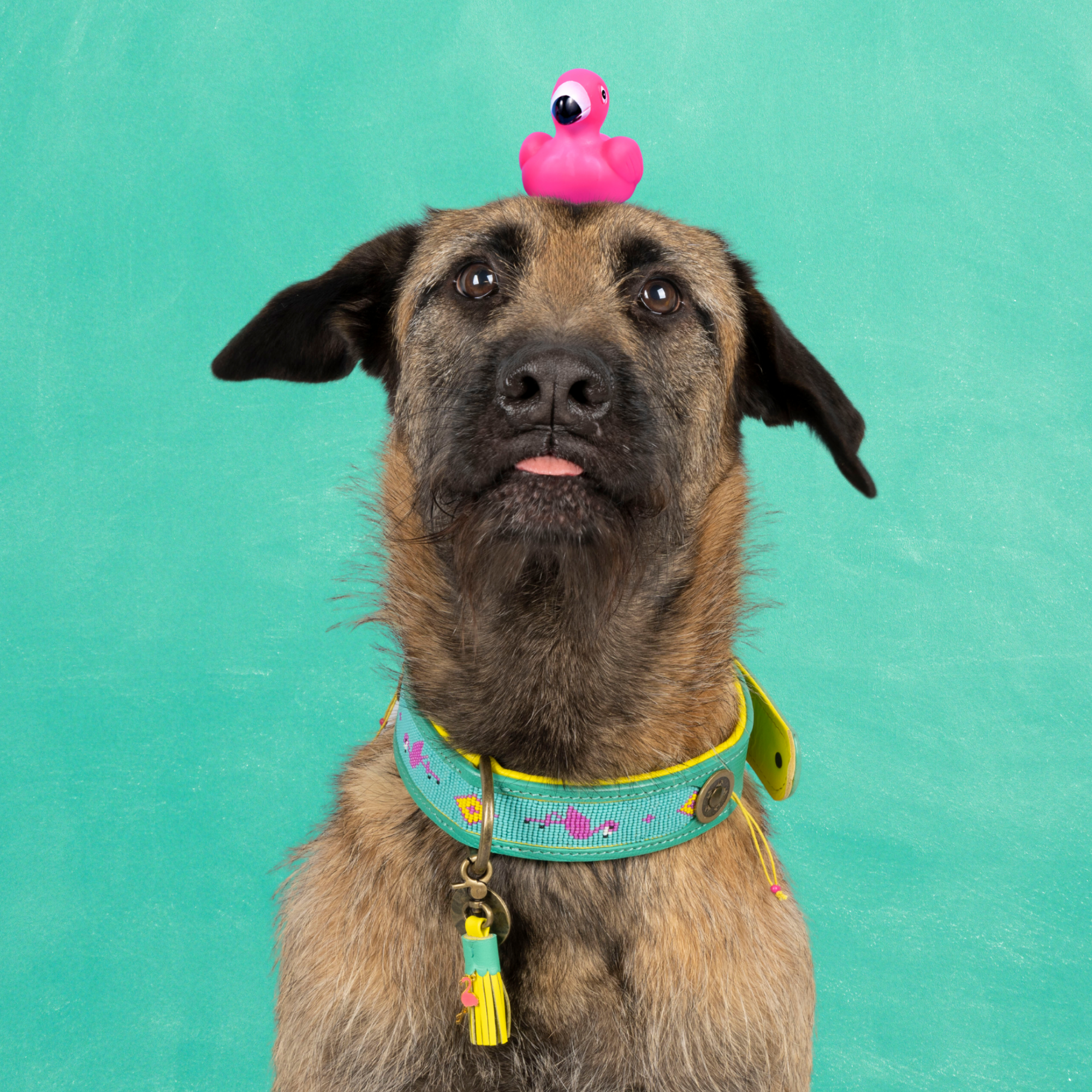 Dog with a Mission Chogogo Collare Cane Turchese XL 48-57 cm