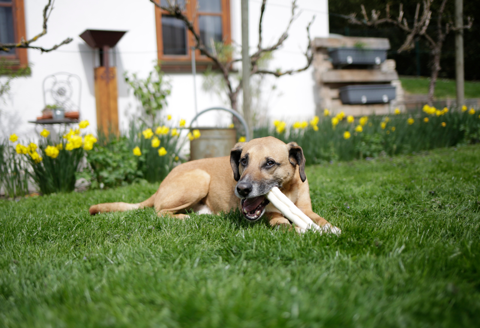 Kerbl Pet Chew Roll snack cane pelle bovina essiccata