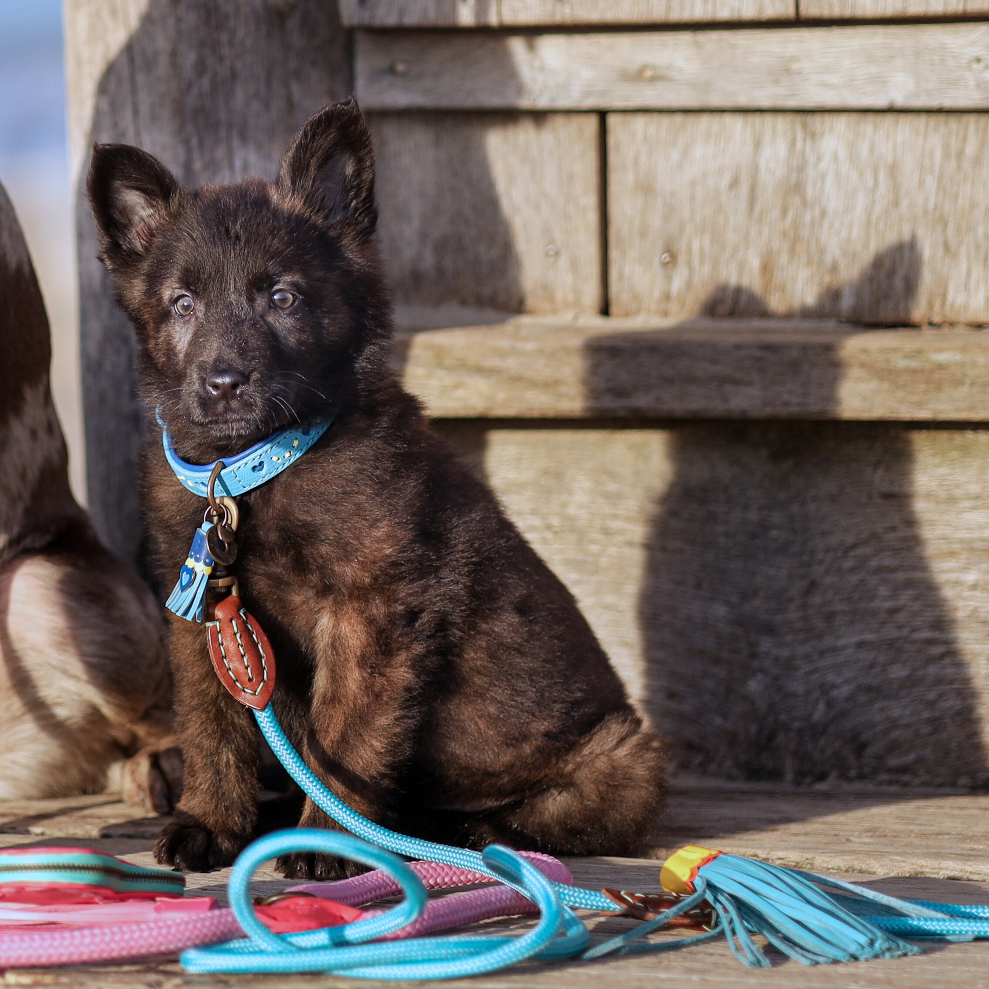 Dog with a Mission Classic Blues Guinzaglio Cane S Azzurro 155 cm Corda