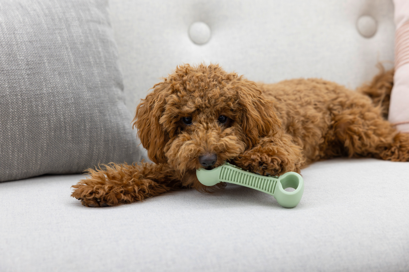 Kerbl Pet Dumbbell manubrio gioco cane TPE galleggiante
