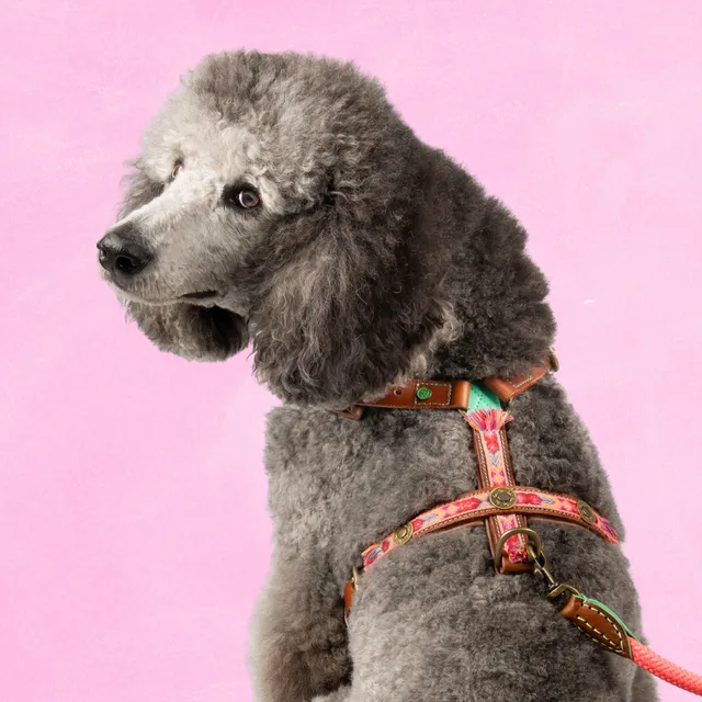 Dog with a Mission Boho Rosa L pettorina cane marrone 63-76 cm