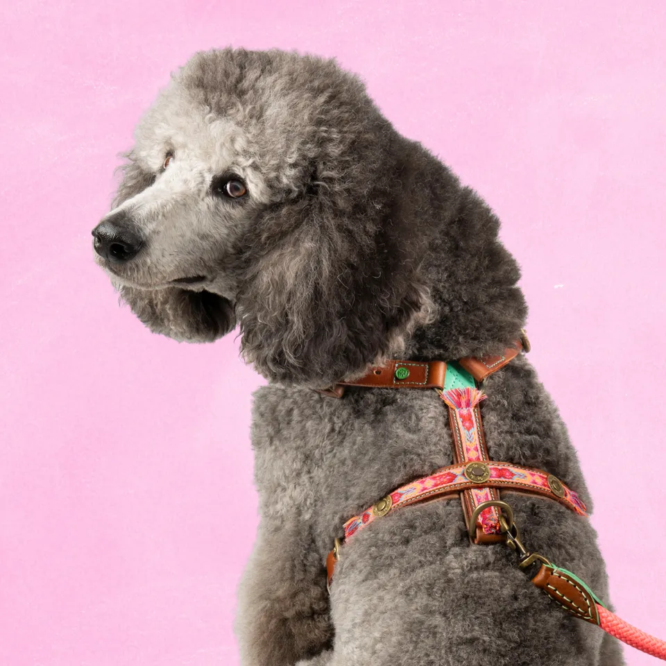 Dog with a Mission Boho Rosa L pettorina cane marrone 63-76 cm