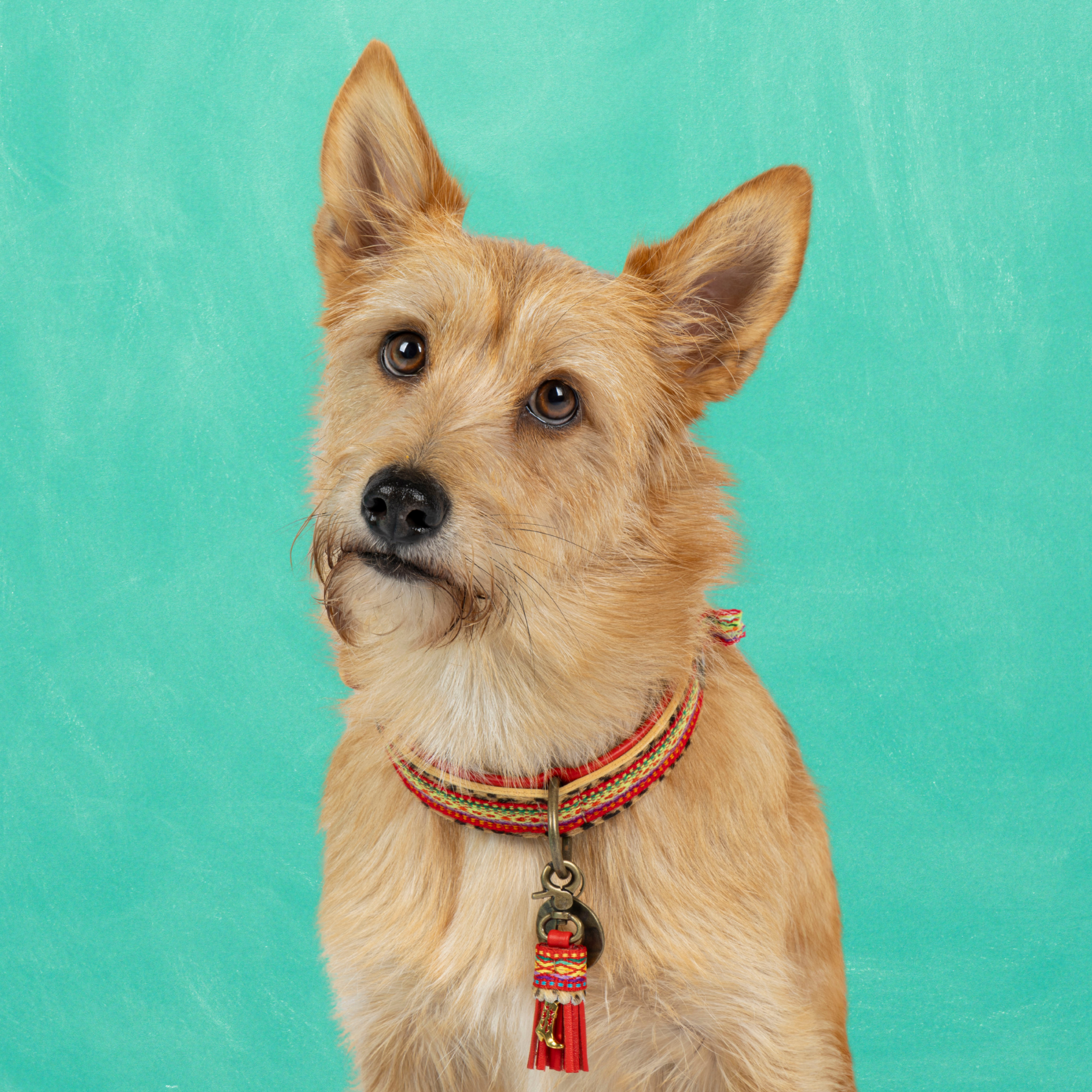 Dog with a Mission Gypsy collare cane S 30-33 cm rosso