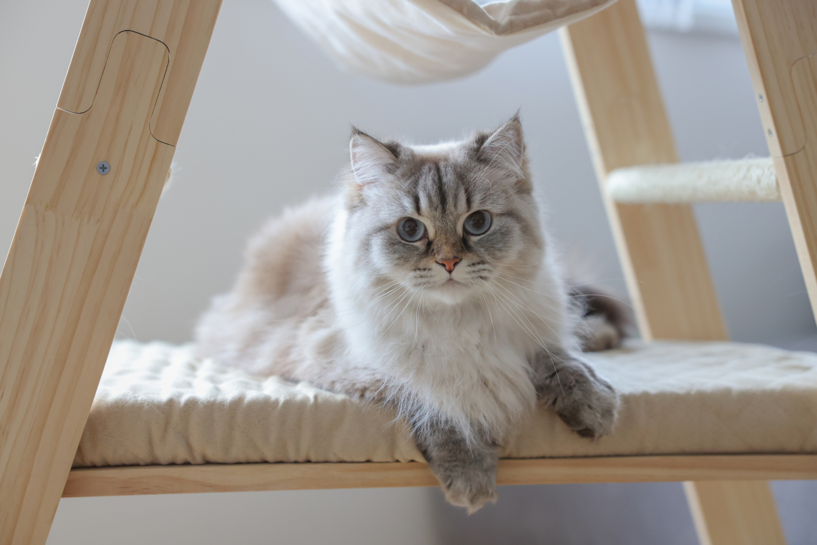 Kerbl Cat Ladder tiragraffi scala sisal 3 posti