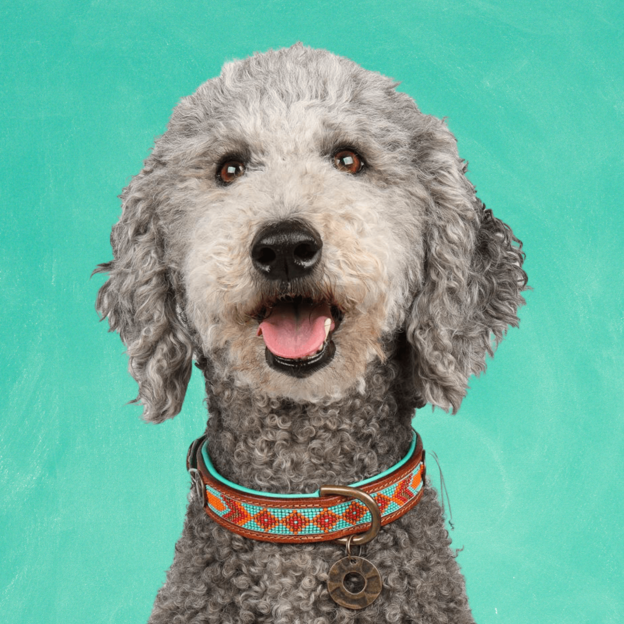 Dog with a Mission Paddy Lee Collare Pelle S 30-33 cm Turchese