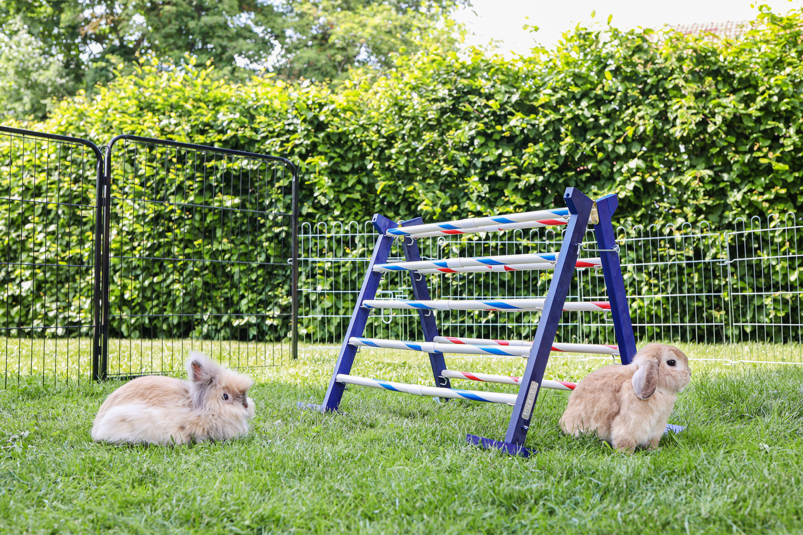 Kerbl Pet Combo Jump agility legno per roditori 10 barriere