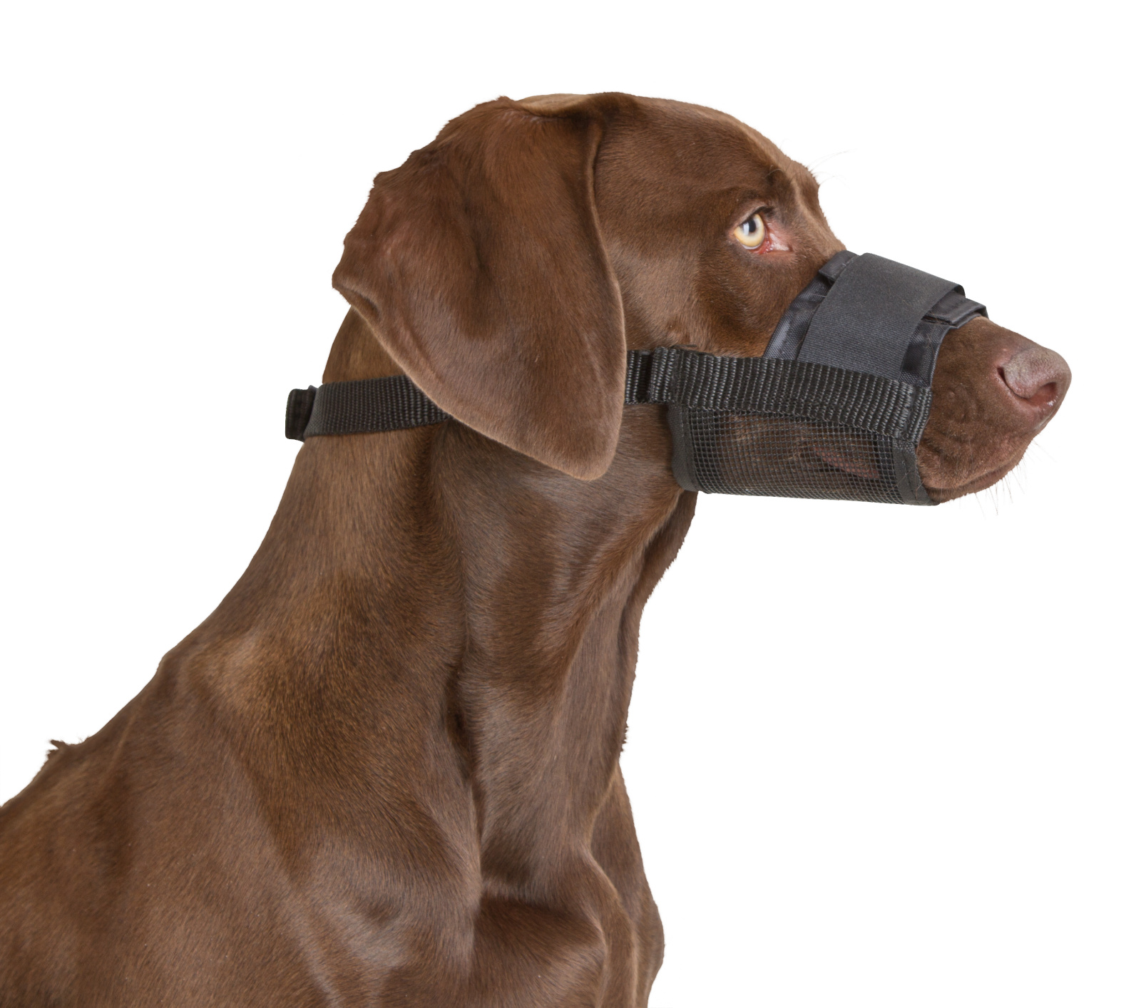 Kerbl Pet Muzzle Nylon museruola cane regolabile rete