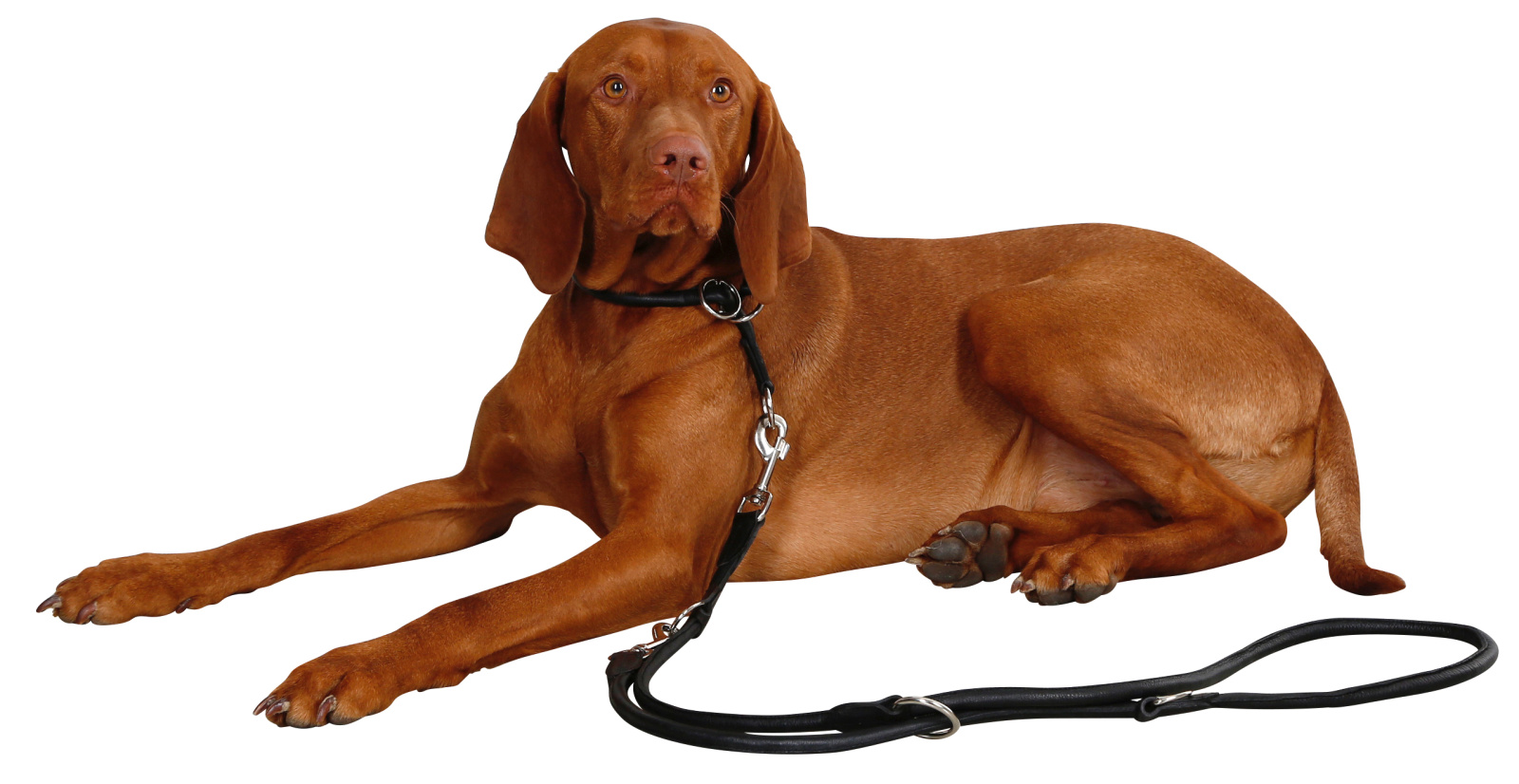 Kerbl Pet Roma Collare a Strozzo in Cuoio per Cani