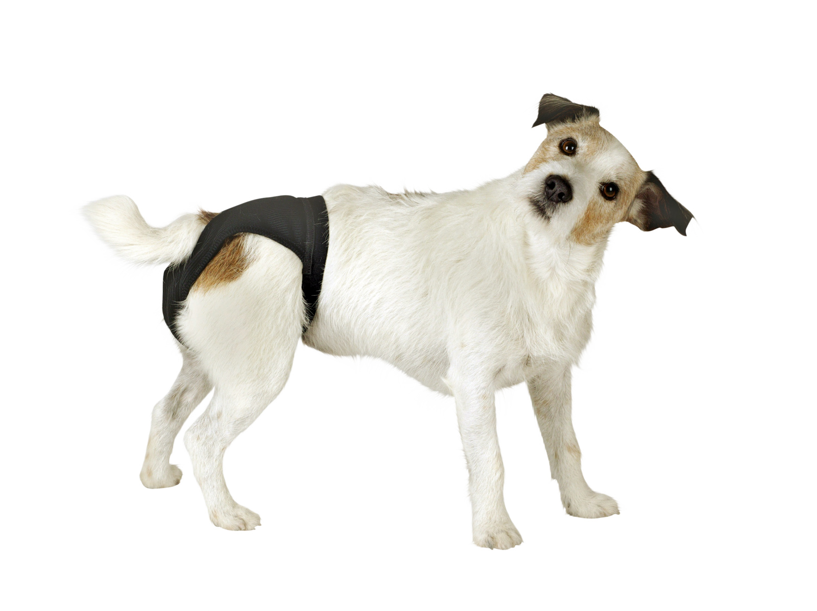 Kerbl Pet Pant Luxus mutandina cane calore cotone lavabile