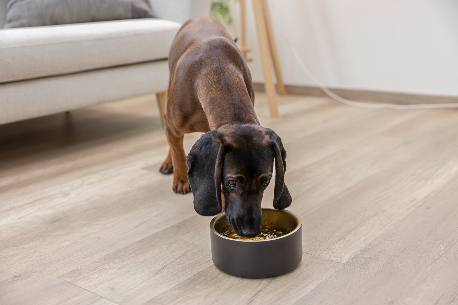 Kerbl Pet Golden ciotola acciaio inox oro cani e gatti