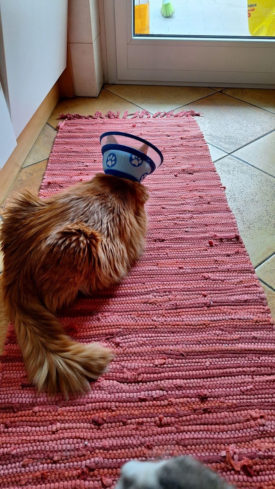 OHCOZZY Collare Elisabettiano Gatto M Azzurro Cotone