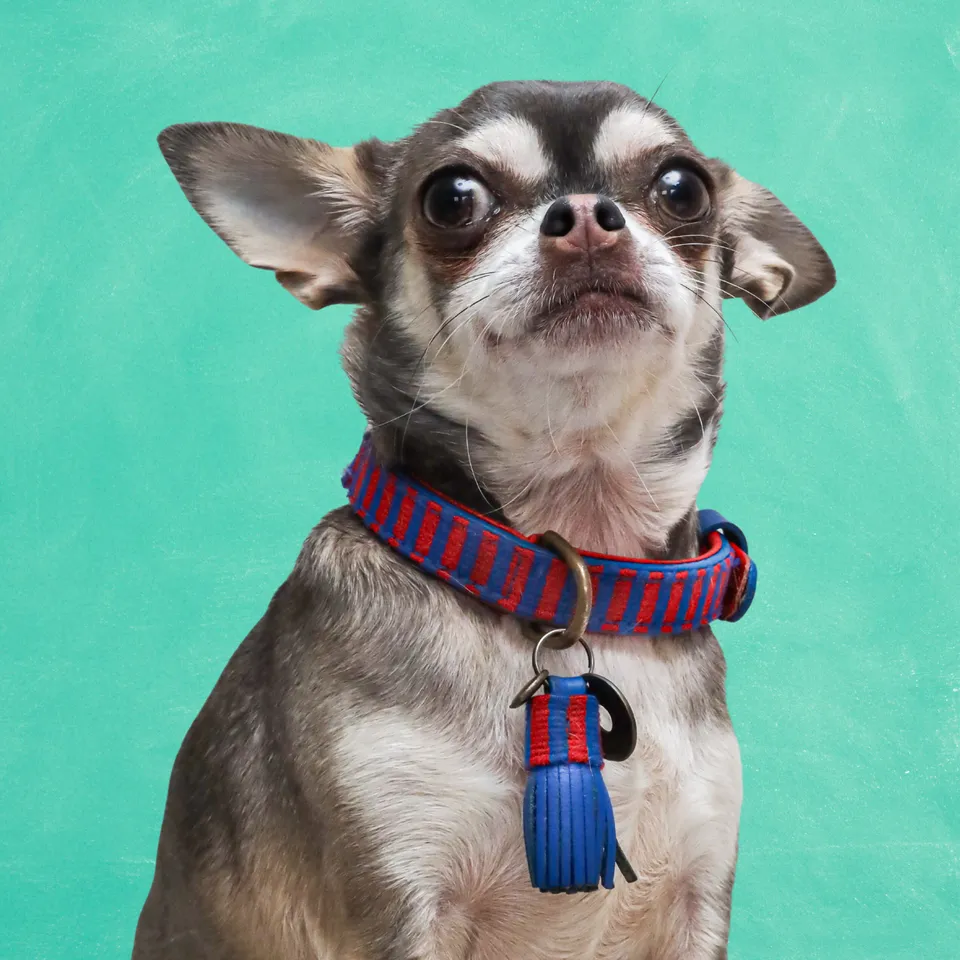 Dog with a Mission Mr Clooney S collare cane pelle rosso blu 30-33