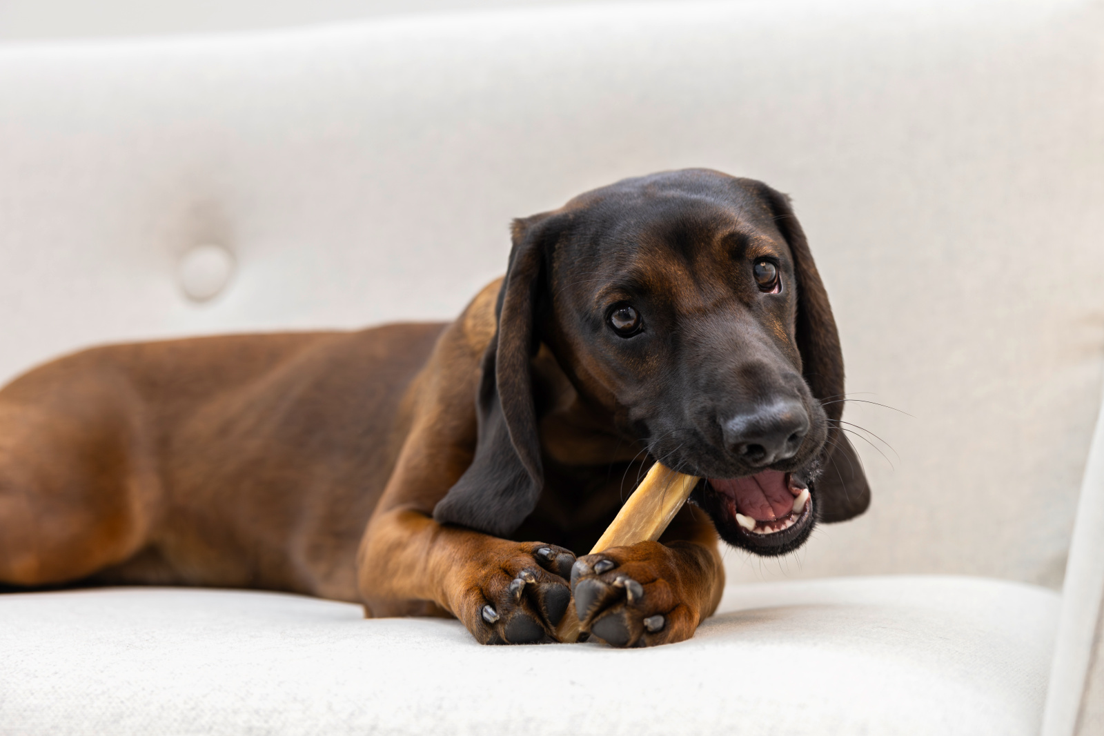 Kerbl Dog Chewing Cheese snack formaggio cane