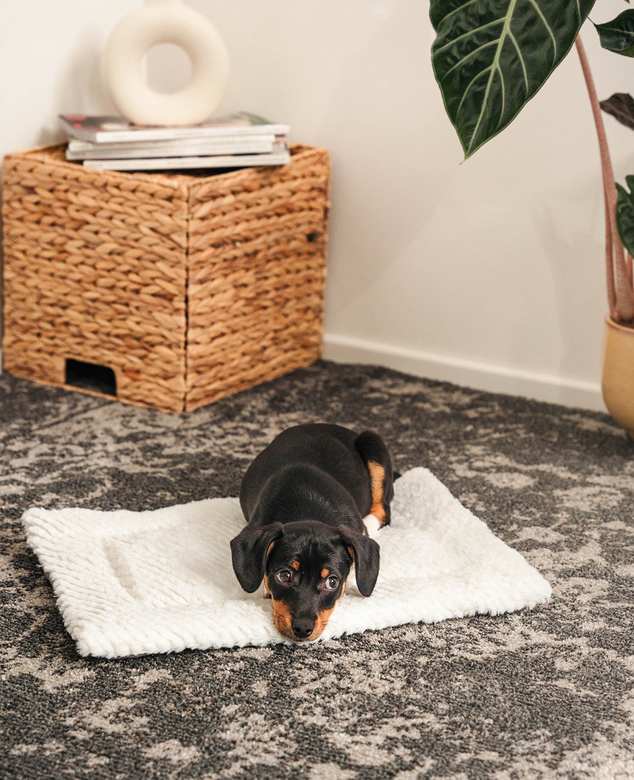 Lionto Hundebetten coperta cane double face 50x35 cm