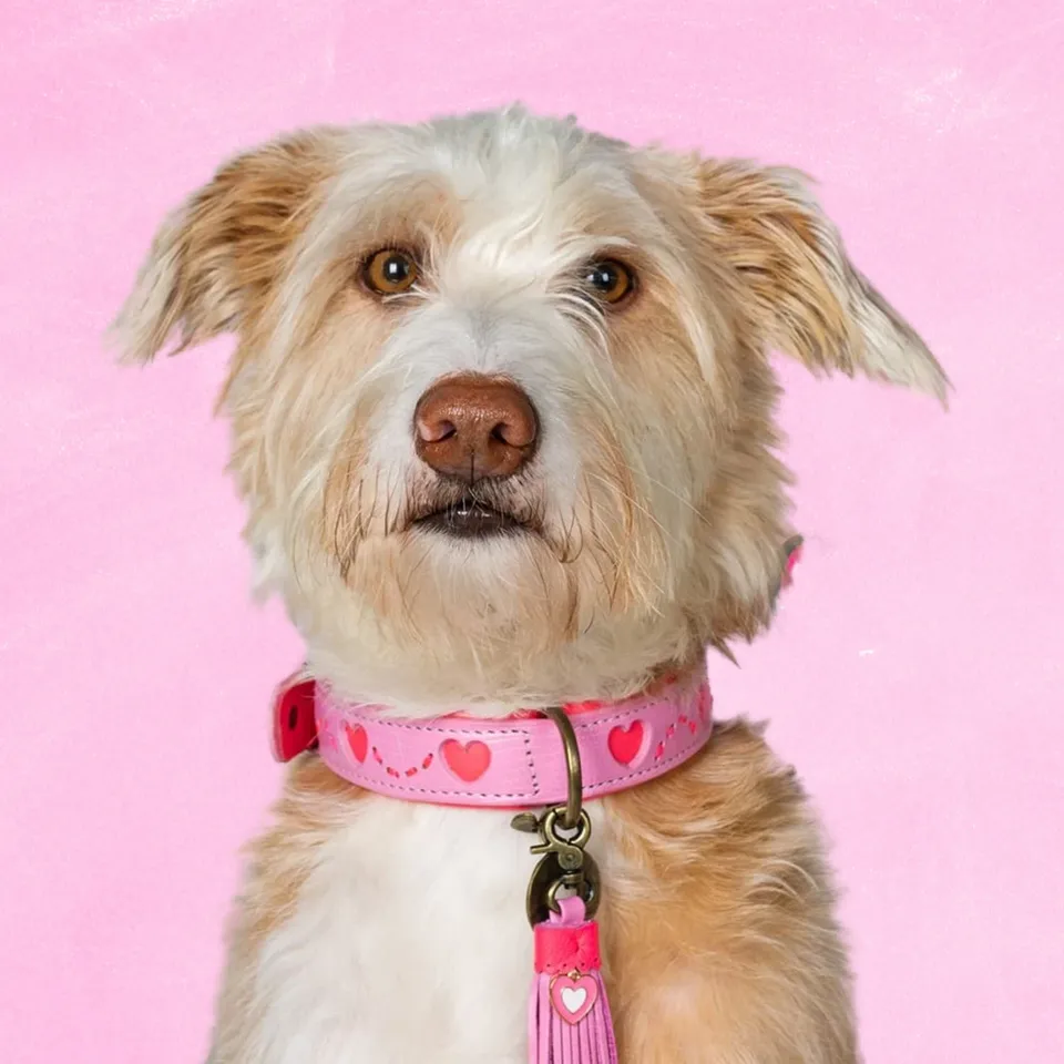 Dog with a Mission Sweety collare cane M rosa cuori 34-39 cm