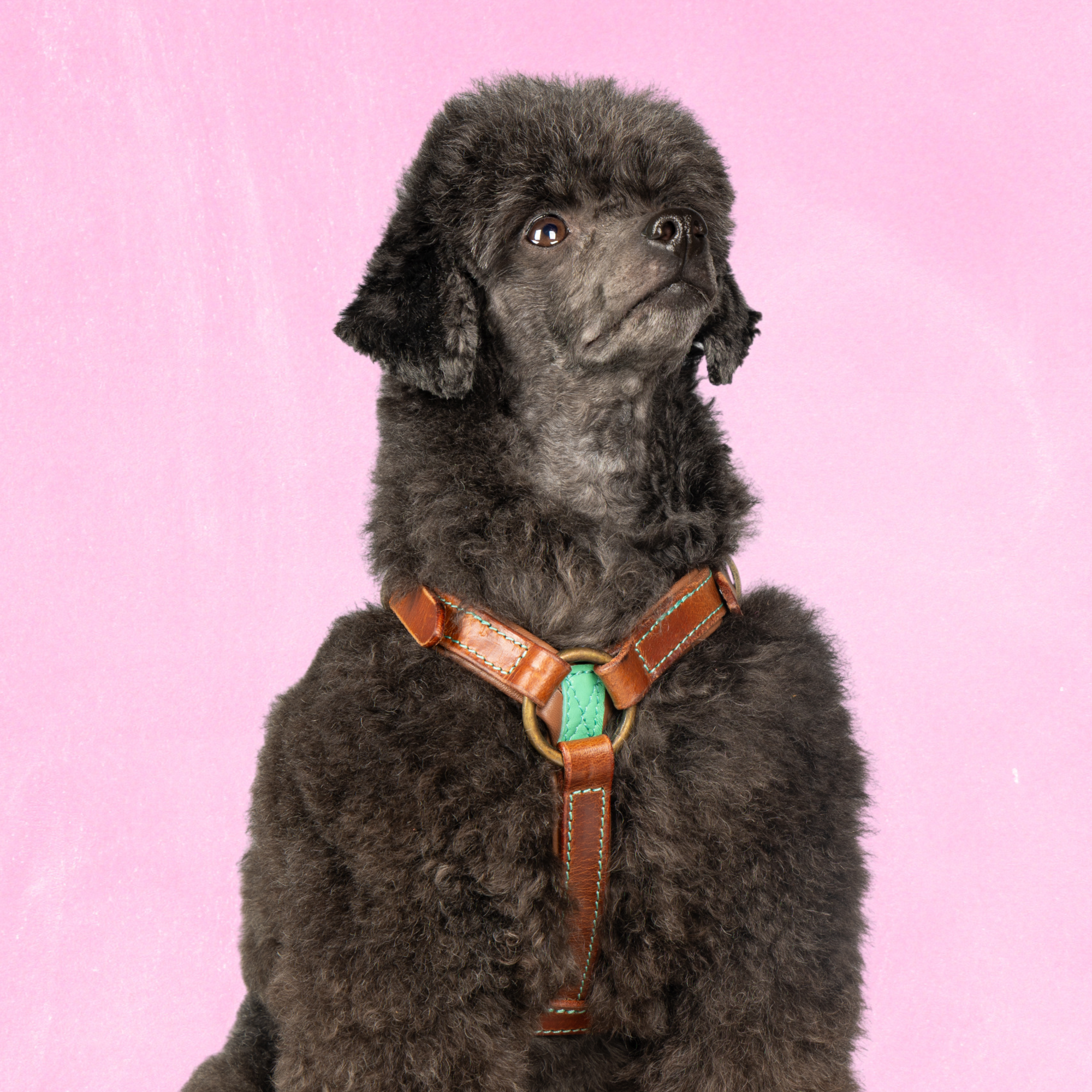 Dog with a Mission Boho Juan pettorina cane pelle blu XS 35,5-44 cm