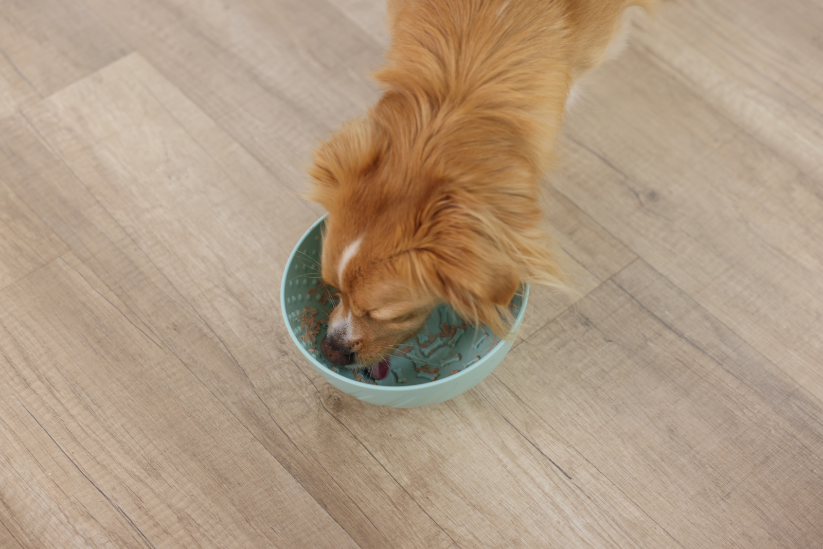 Kerbl Pet Lick Bowl ciotola leccare cane gatto freezer
