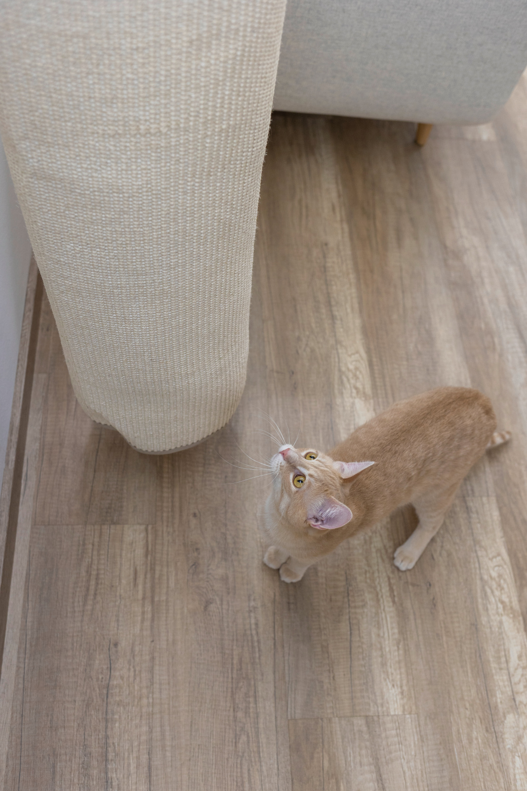 Kerbl Climber Mini sacco arrampicata gatto parete sisal