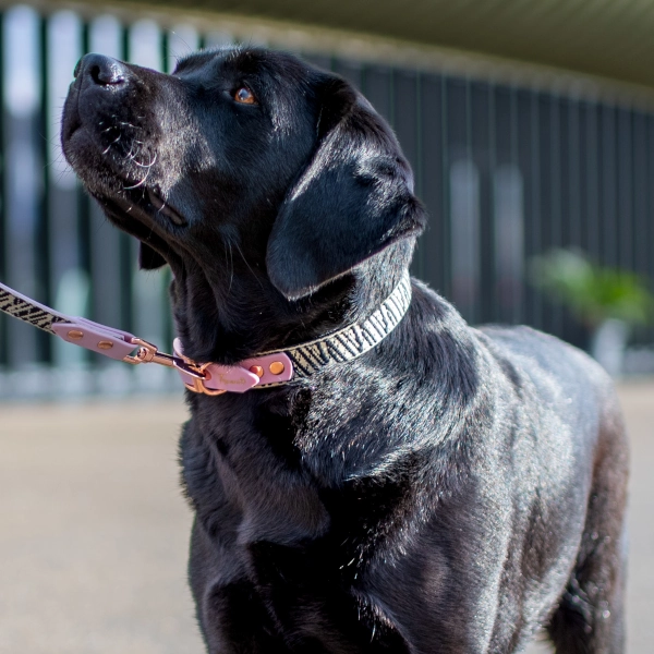Toscani Vasari Collare per Cani Nero Lurex Oro Rosa