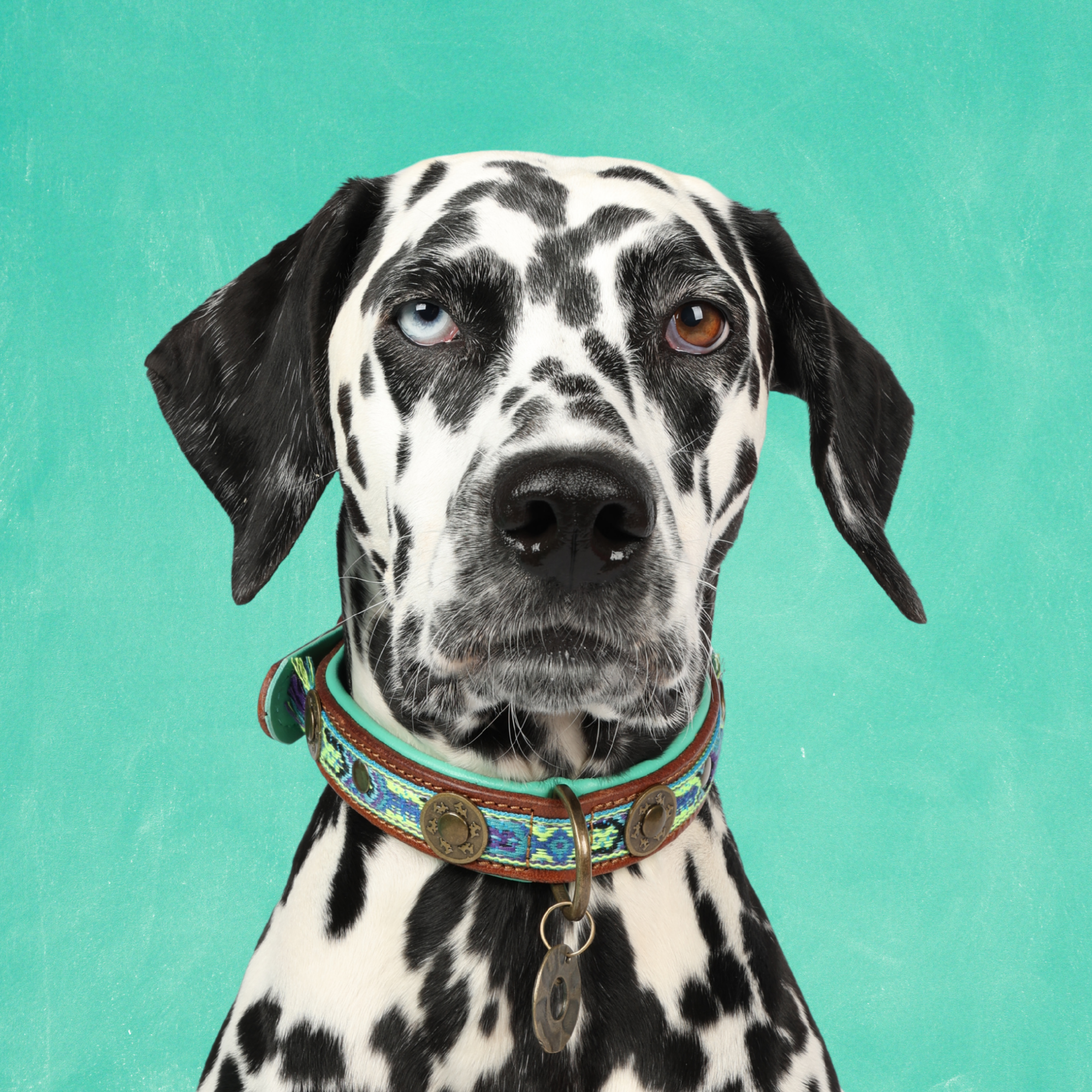 Dog with a Mission Boho Juan M collare in pelle blu 2,5 cm