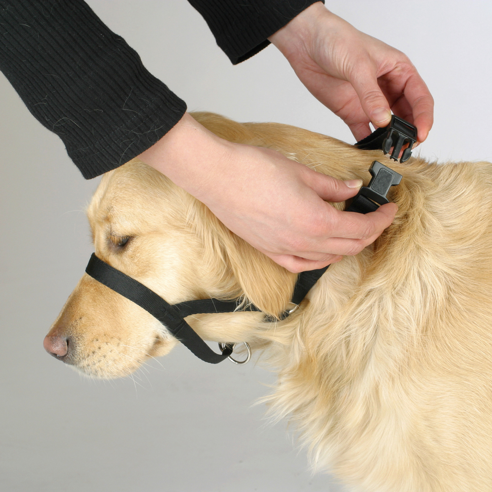 Kerbl Pet Maxi Coach pettorina addestramento cane