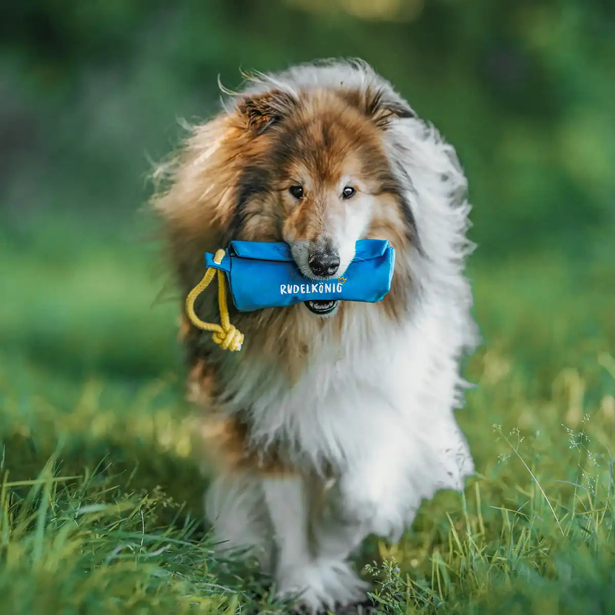 Rudelkönig Hundetraining Futterdummy dummy cane blu