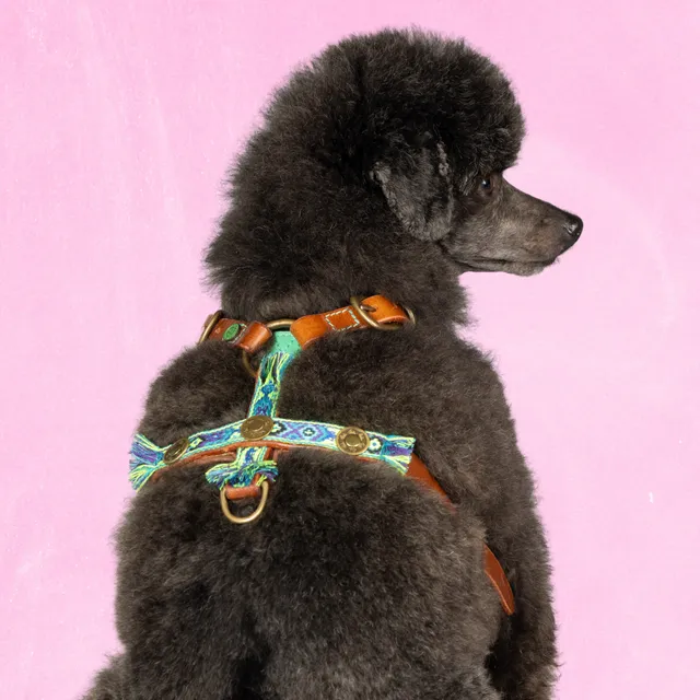 Dog with a Mission Boho Juan pettorina cane pelle blu XS 35,5-44 cm