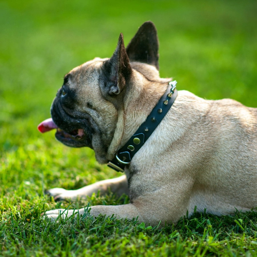 Toscani Waterproof Collare Borchiato a Punta per Cani su Misura