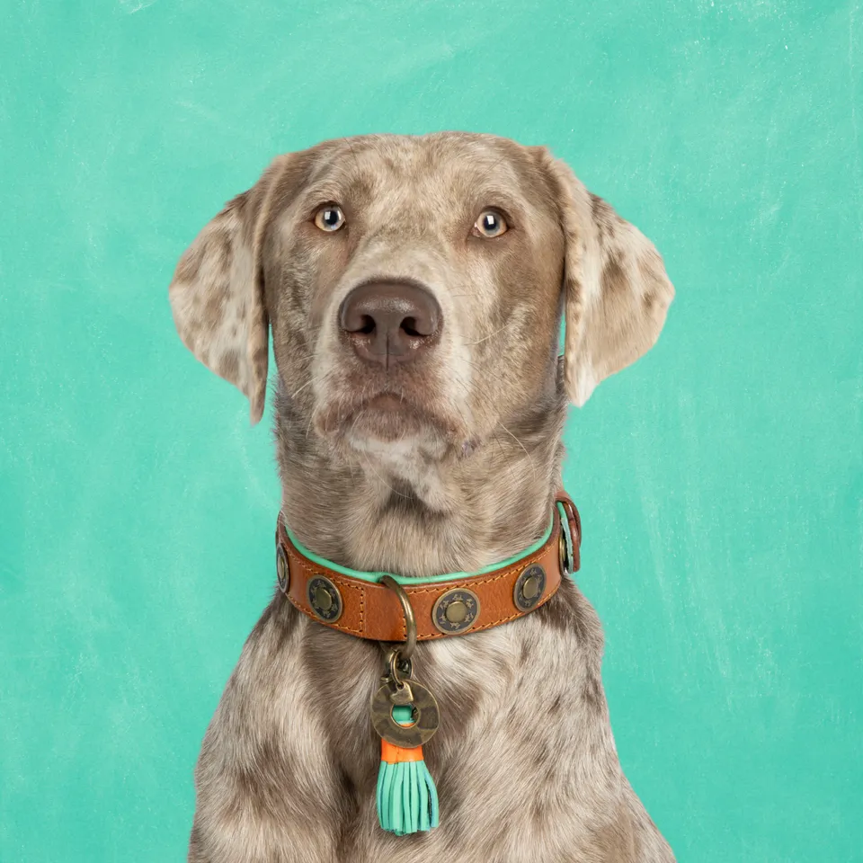 Dog with a Mission Urban Collare in Pelle M 34-39 cm Marrone