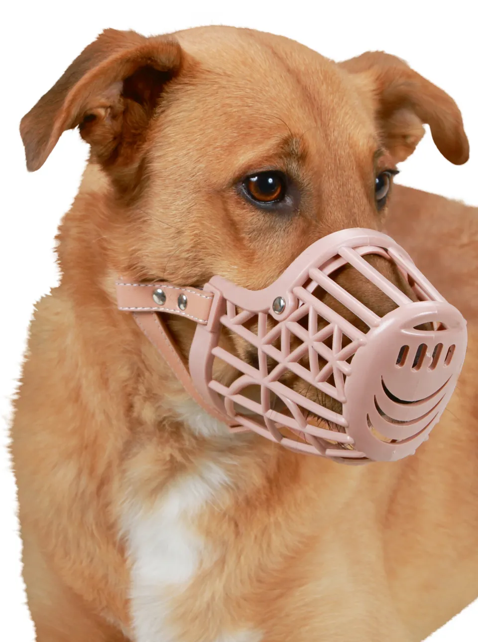 Kerbl Pet Muzzle Plastic museruola cane plastica con cinghie