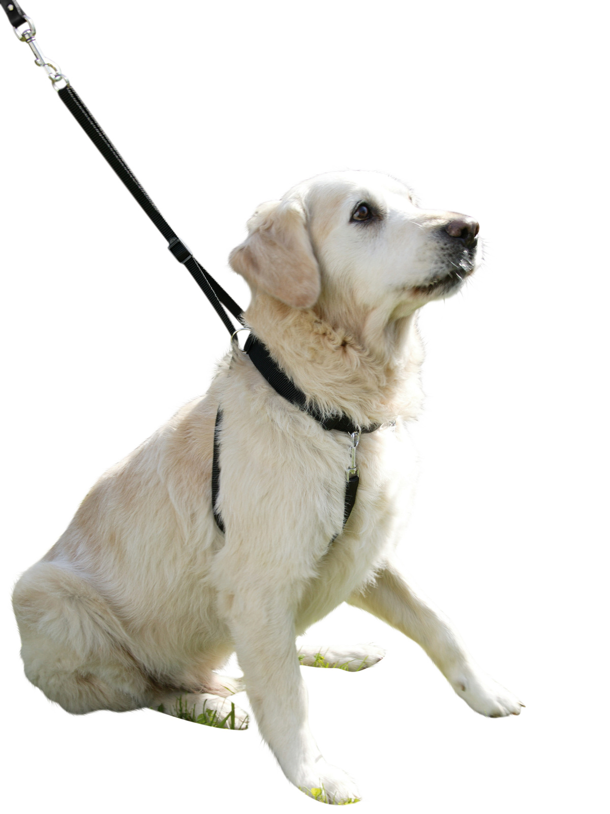 Kerbl Pet Maxi Leader pettorina cane anti-tiro regolabile