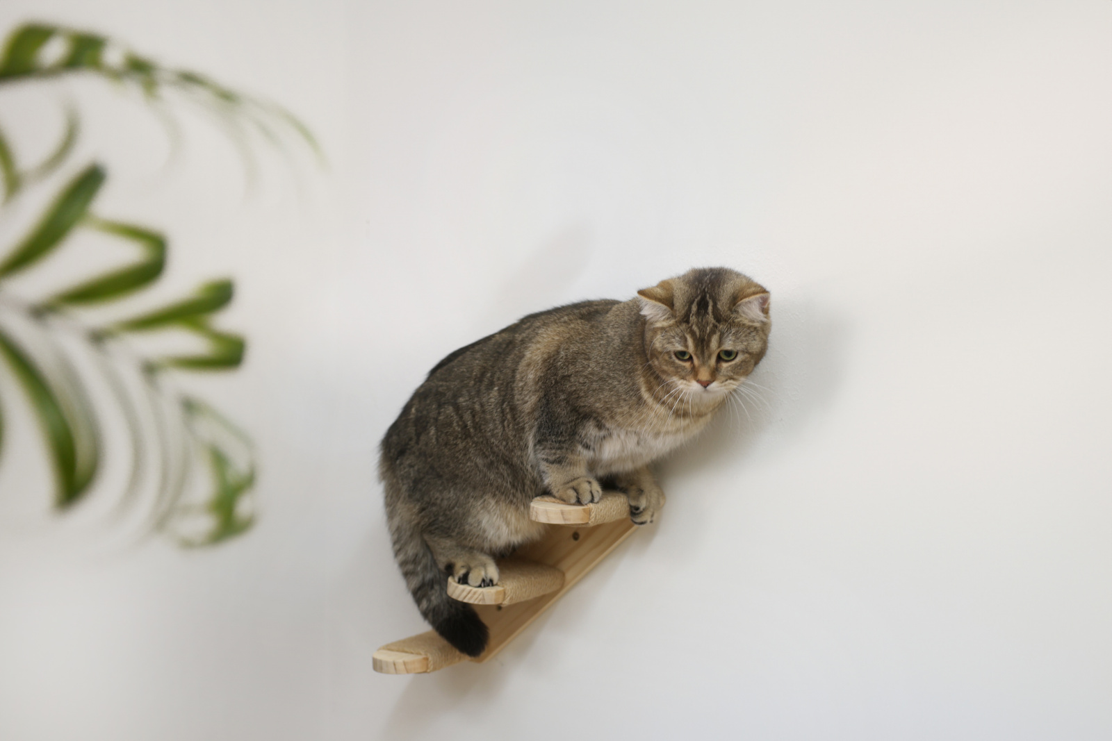 Kerbl Pet Timber Scala Gatto a Parete Legno e Iuta