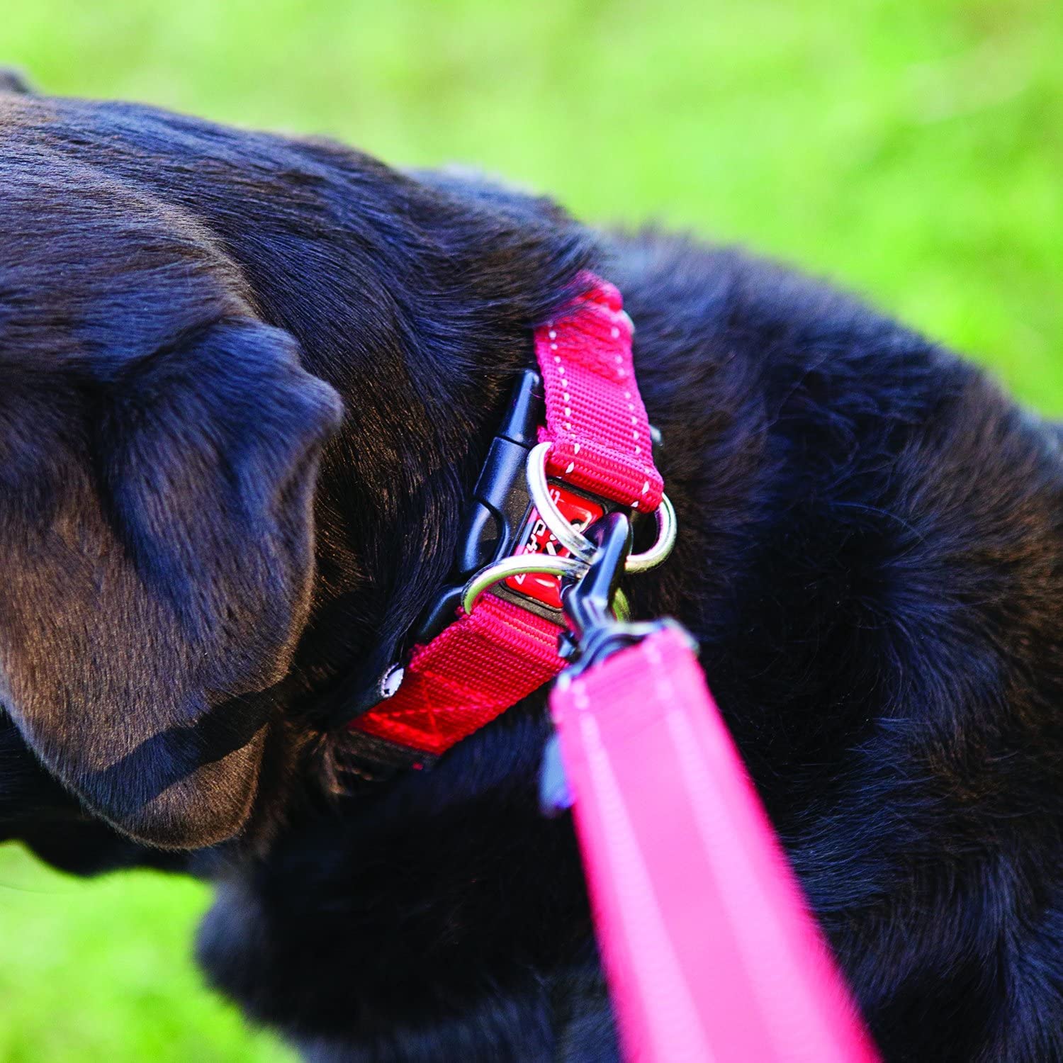 EzyDog Double Up Collare per Cani Small Rosa Riflettente
