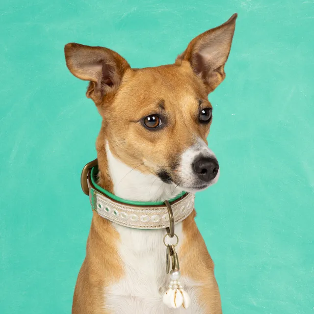Dog with a Mission Love Story collare cane XXS oro 22-24 cm