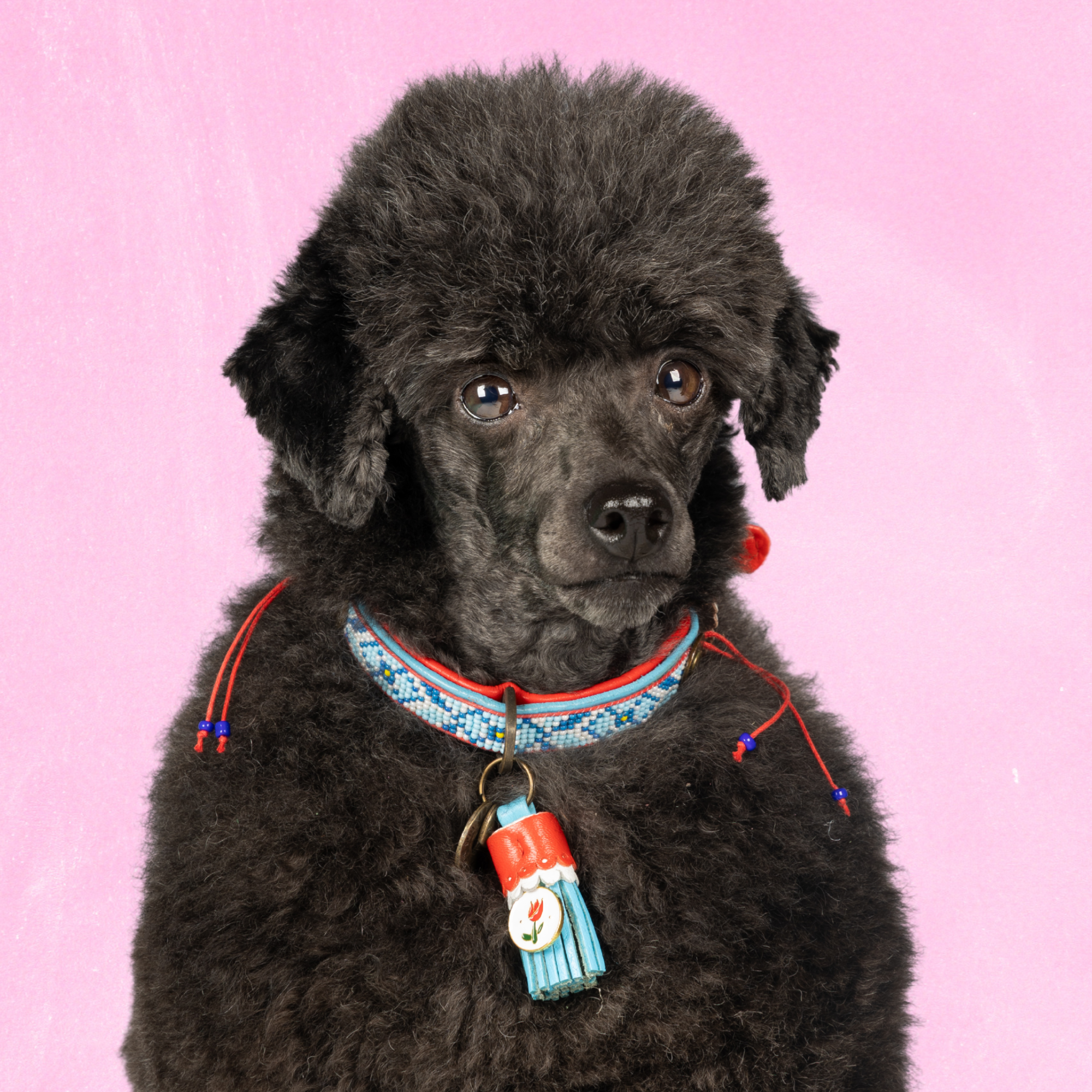 Dog with a Mission Dutchie collare cane XXS azzurro 22-24 cm