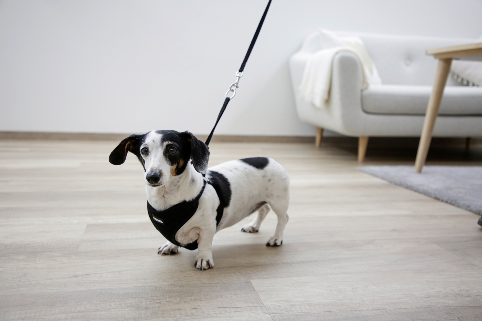 Kerbl Pet Puppy Harness pettorina cucciolo mesh con guinzaglio 120 cm