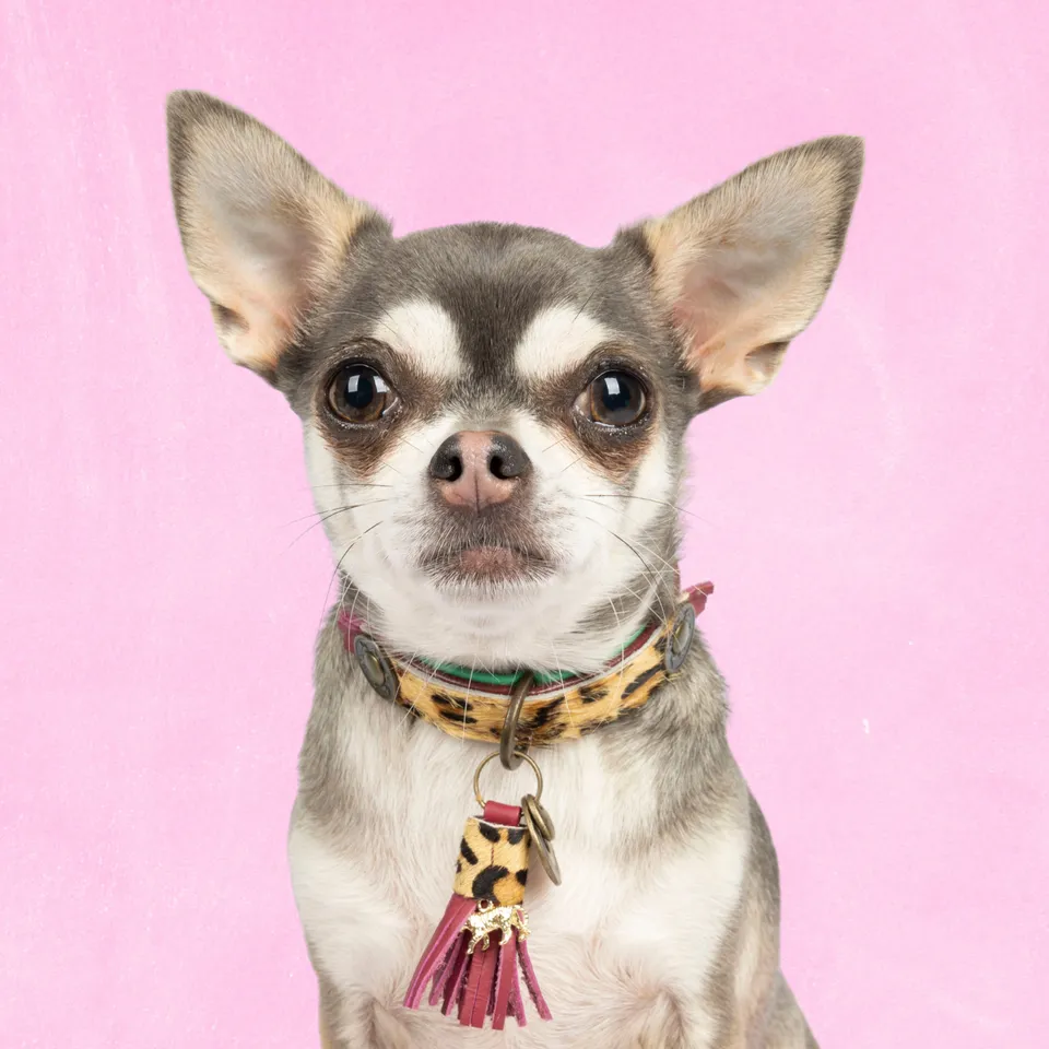 Dog with a Mission Lou Lou Collare Cane XXS Panterprint Bordeaux