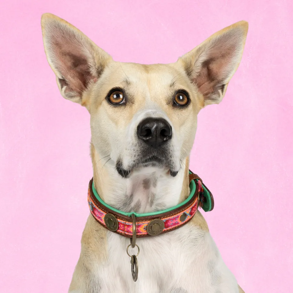 Dog with a Mission Boho Rosa collare pelle cane M rosa