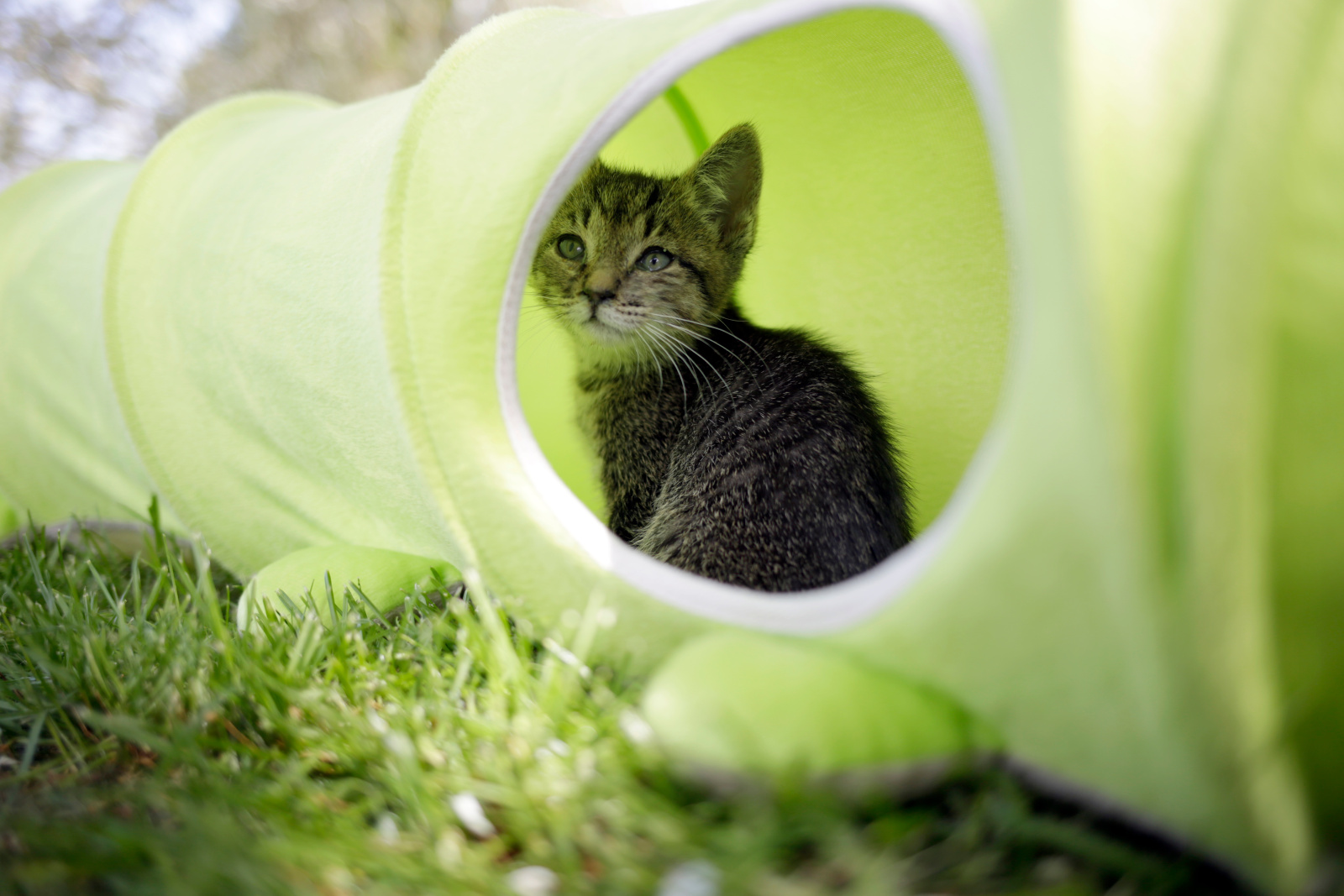 Kerbl Pet Raupe tunnel gatto bruco peluche 170 cm pieghevole