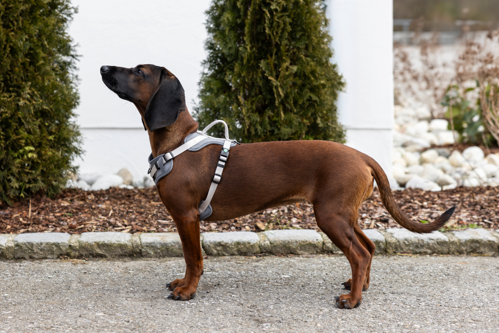 Kerbl Dog Leashes Harness Fitty pettorina cane nylon