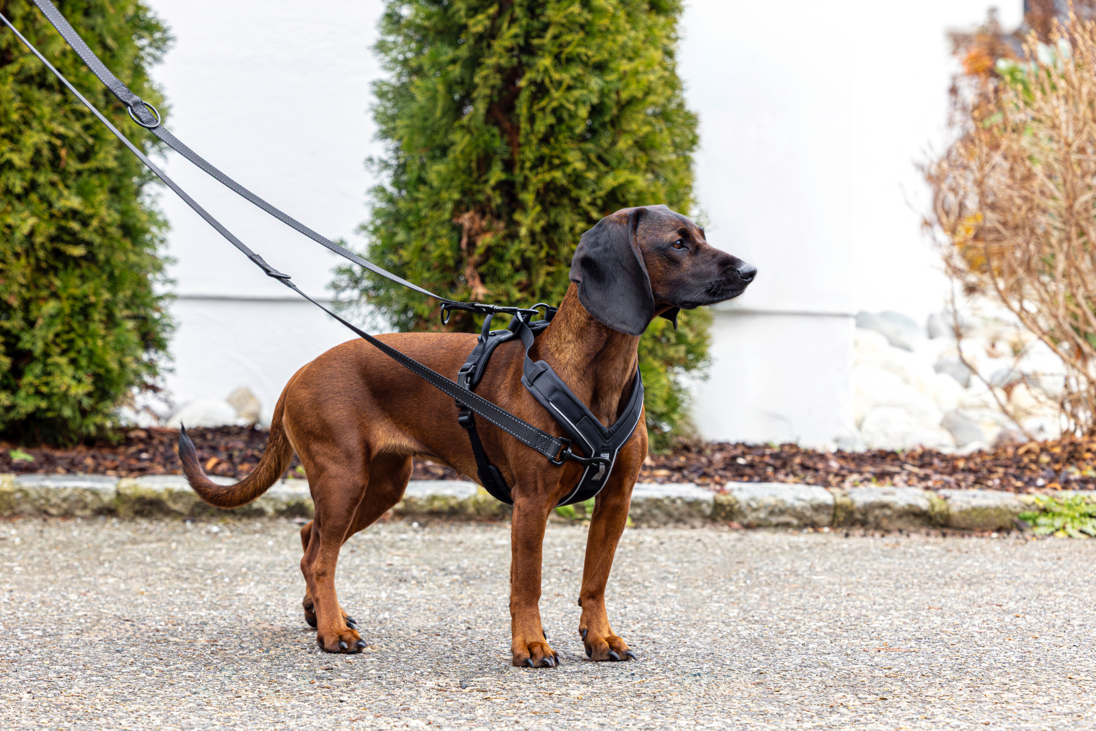 Kerbl Pet Harness Dallas pettorina cane a Y regolabile