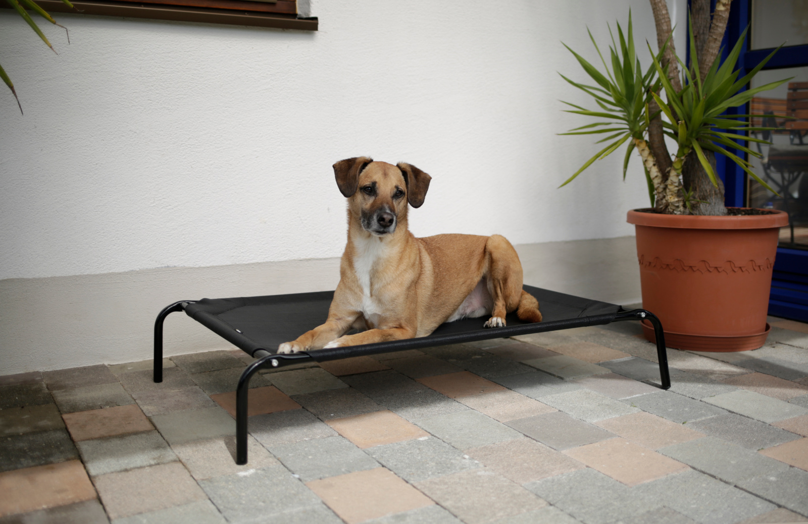 Kerbl Pet Vacation cuccia cane rialzata da esterno impermeabile