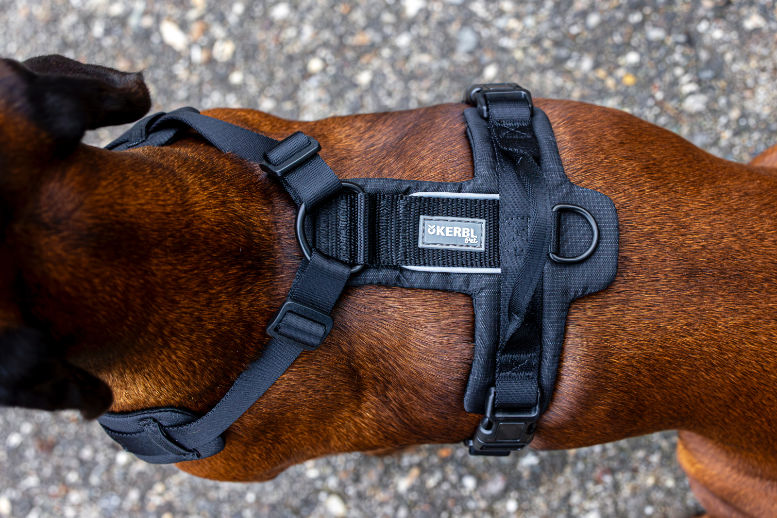 Kerbl Pet Harness Dallas pettorina cane a Y regolabile