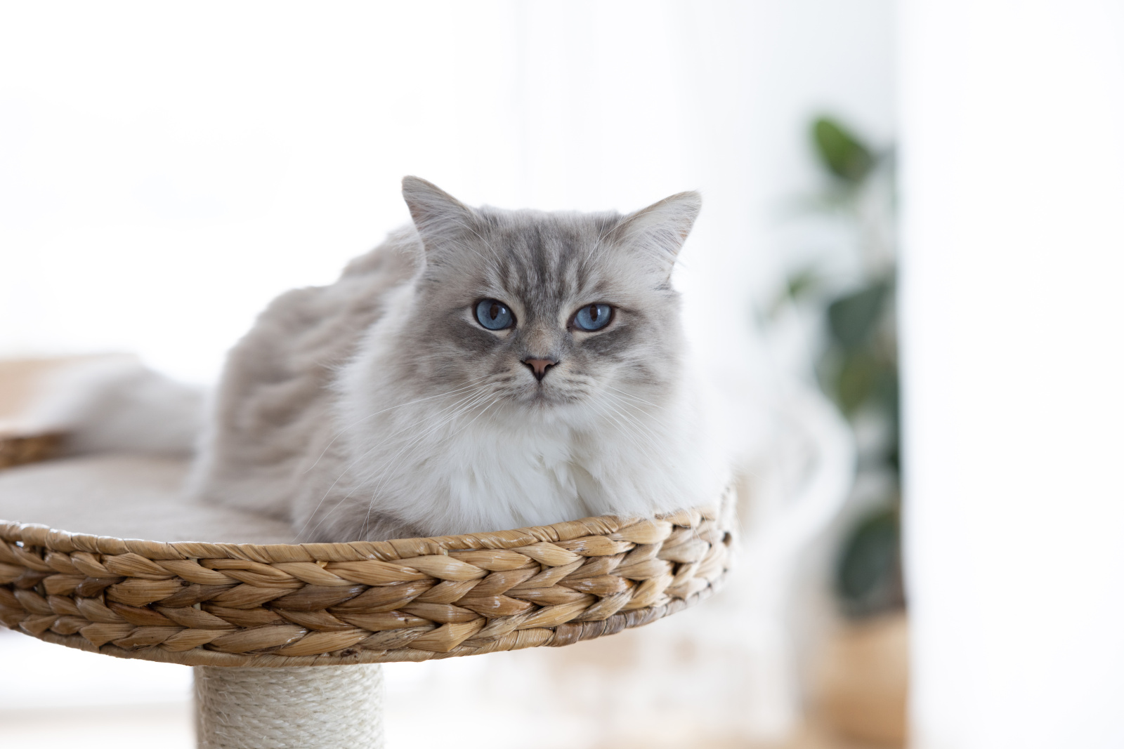 Kerbl Cat Scratch Banana Leaf Waxy tiragraffi gatto