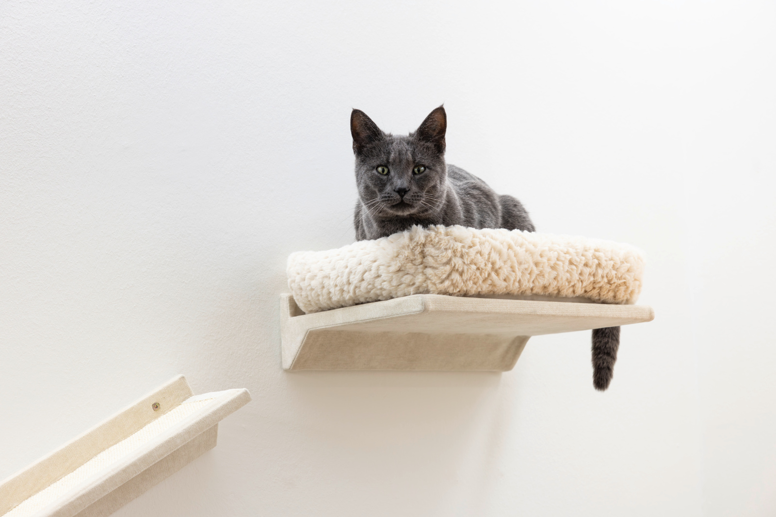 Kerbl Pet Monte Prado parete arrampicata gatto 6 pezzi