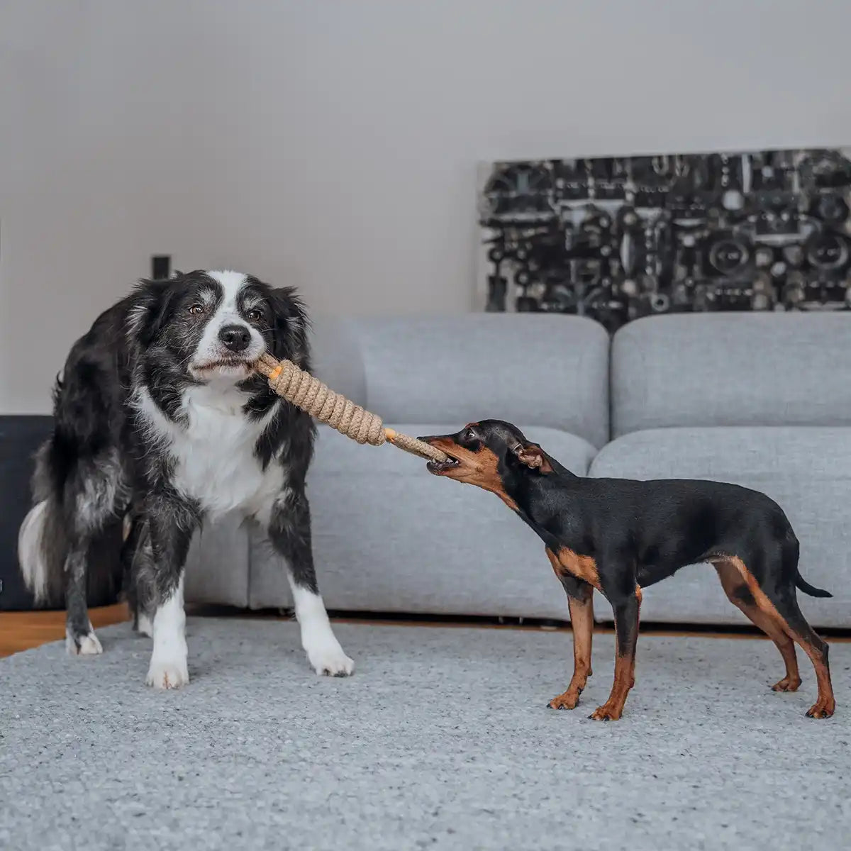 Rudelkönig Hundespielzeug Seilspielzeug giocattolo corda 3 pz Natur cotone
