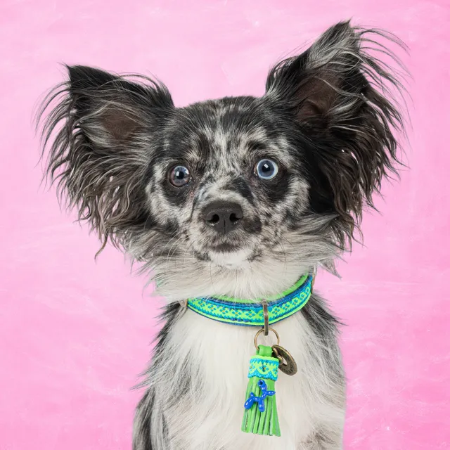 Dog with a Mission Zula Collare XXS blu 22-24 cm