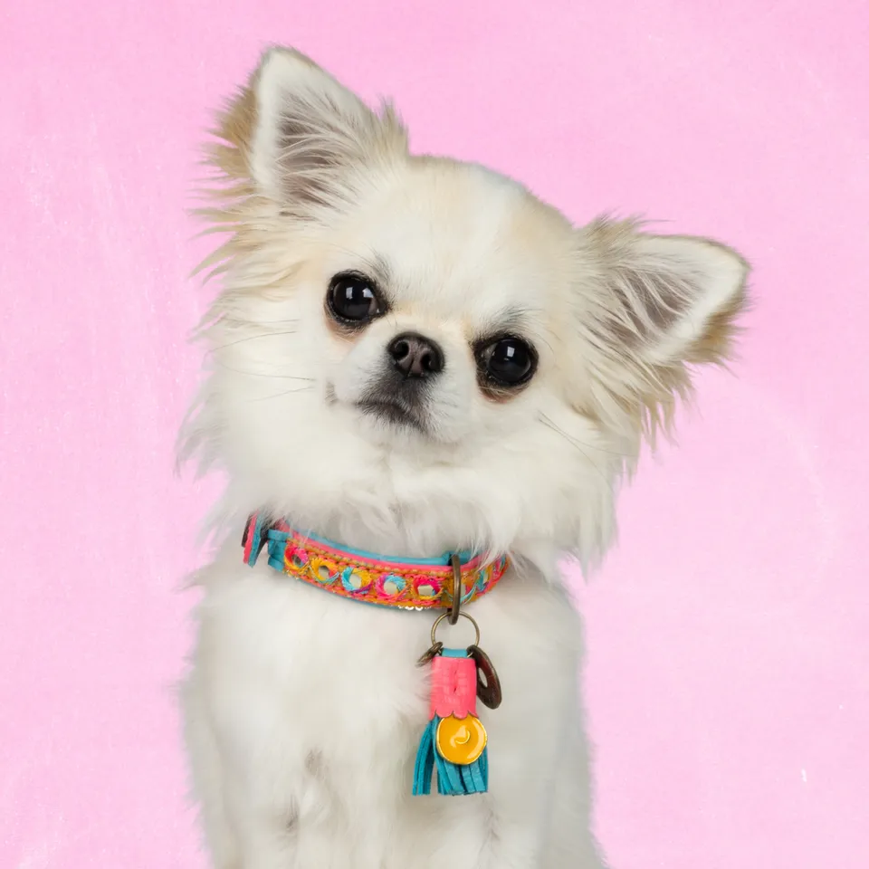 Dog with a Mission Indian Summer Collare XXS Rosa Pelle